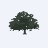 Live Oak Acquisition Corp. V Class A Ordinary Shares company logo